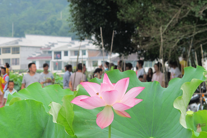 “世界最大莲池”吸引大批游客赏莲拍照