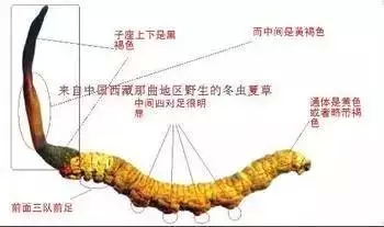 【追梦·西藏的足迹】十个词，懂西藏：西藏十大生态词汇！