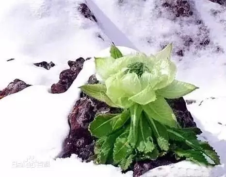 【追梦·西藏的足迹】十个词，懂西藏：西藏十大生态词汇！