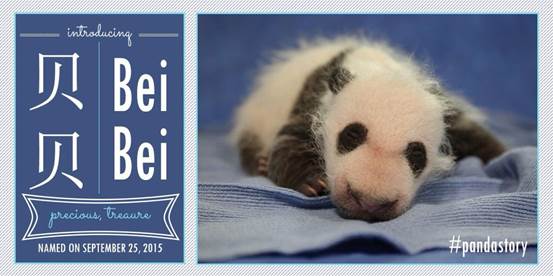 彭丽媛和米歇尔给在美国的熊猫宝宝起名“贝贝”