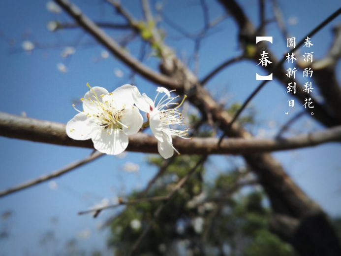 【网络媒体走转改】三月探春：市民悠游花海中的福州