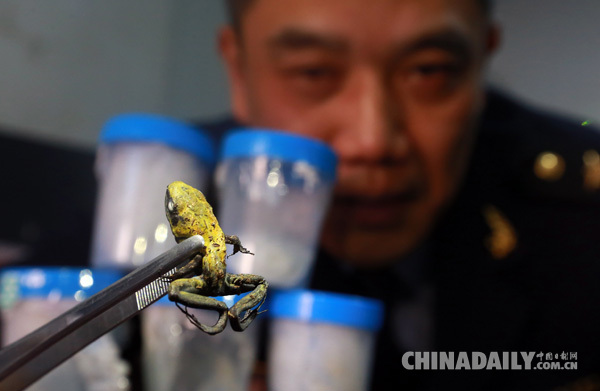 北京出入境检验检疫局首次截获10个箭毒蛙活体 创全国之最