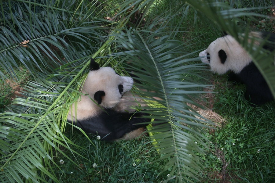萌萌哒！四川两只大熊猫入驻云南野生动物园