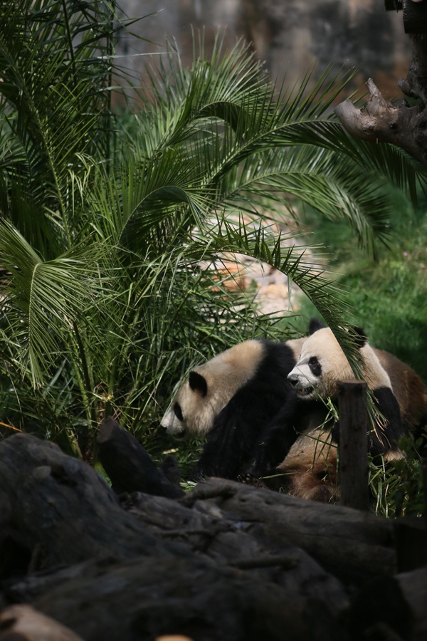 萌萌哒！四川两只大熊猫入驻云南野生动物园