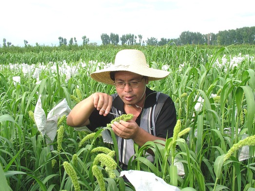 “杂交谷子之父”赵治海：连接中国技术与市场保证对非农业合作可持续