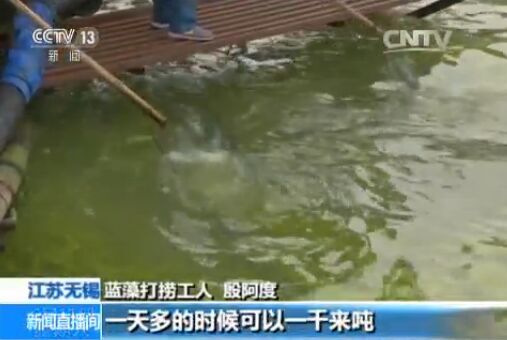 江苏太湖蓝藻并未大面积爆发 打捞量上升 未影响水源地安全