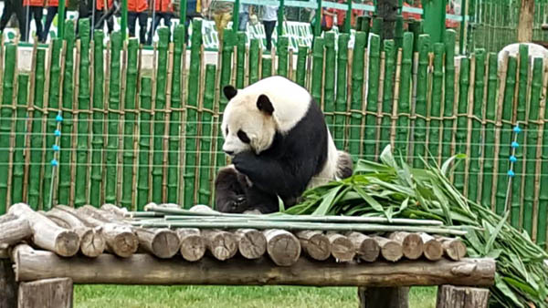 大熊猫安家亚布力 18日与大家见面