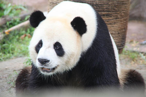 大熊猫安家亚布力 18日与大家见面