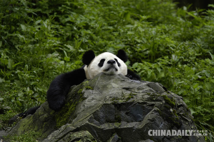 大熊猫不再列为 “濒危”，但仍面临严峻生存风险