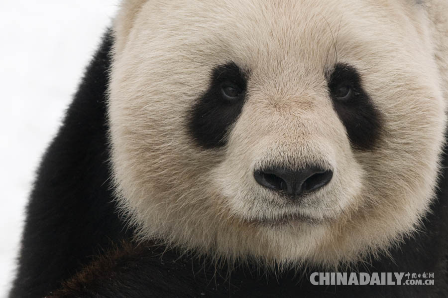 大熊猫不再列为 “濒危”，但仍面临严峻生存风险