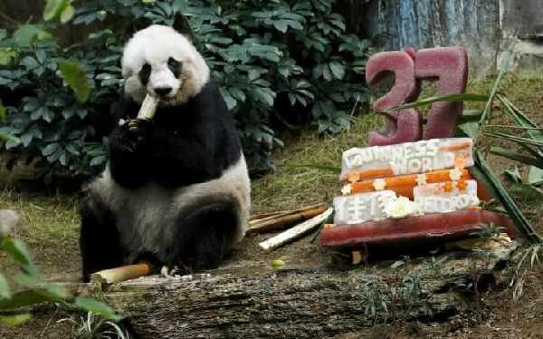 全球最长寿圈养大熊猫在香港安乐死 终年38岁