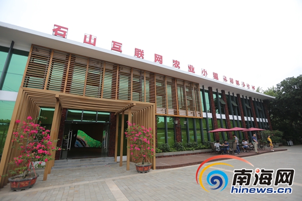 网媒记者走进海口石山镇 赞“互联网+农业”给农民带来增收