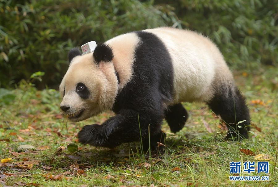 中国首次同时放归两只雌性大熊猫