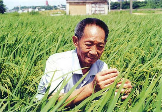 中国人的故事：“海稻”来啦！86岁的袁隆平仍在改变世界