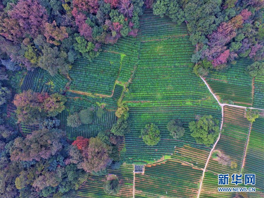 初冬南国秋意浓