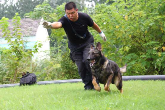警犬训导员凌永平：12年打造警界一流“尖兵”