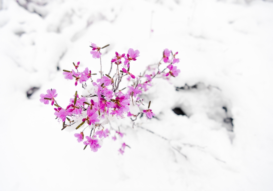 立夏时节 这里却雪景如画