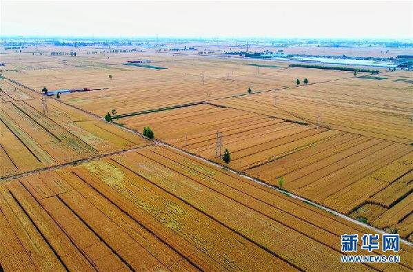 “收割机指数”绘就中国麦收新图景