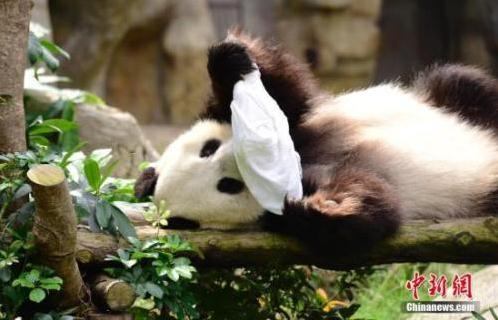 居港大熊猫“港漂”生活：懂三语、会憋气、喜香氛