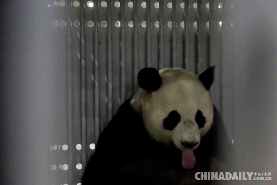 中国大熊猫“梦梦”、“娇庆”抵达柏林 开启15年旅德生活