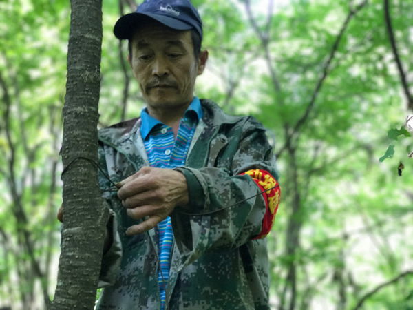 【双绿报道】吉林汪清林业局：保护东北虎豹走可持续森林经营之路