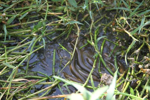 【双绿报道】湖北仙桃富硒产业之绿色水产