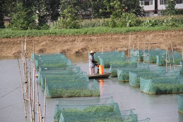 【双绿报道】湖北仙桃富硒产业之绿色水产