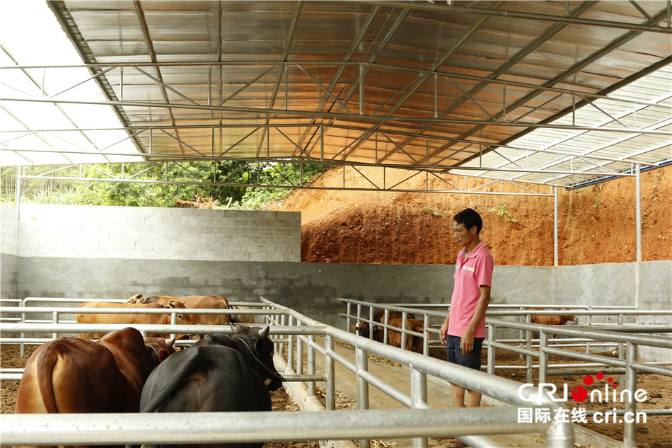 【砥砺奋进的五年·人权篇】因地制宜的肉牛养殖产业让驮堪乡村民打开新的幸福大门