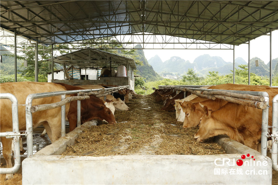 【砥砺奋进的五年·人权篇】因地制宜的肉牛养殖产业让驮堪乡村民打开新的幸福大门
