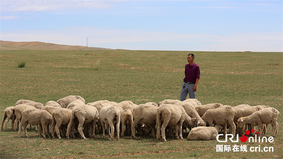 【砥砺奋进的五年】内蒙古镶黄旗牧民养殖察哈尔羊的致富经