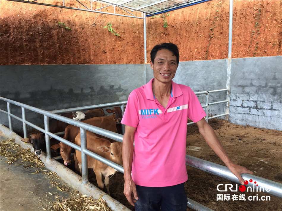 【砥砺奋进的五年】广西天等县南岭村的养牛脱贫故事:牛儿犇犇 奔向幸福