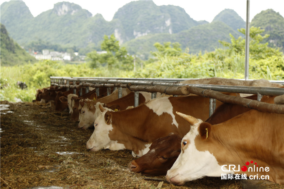 【砥砺奋进的五年】广西天等县南岭村的养牛脱贫故事:牛儿犇犇 奔向幸福