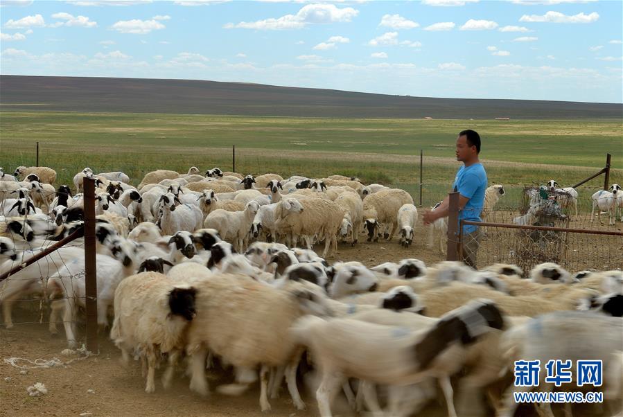 草原奖励补助政策助内蒙古草原生态恢复