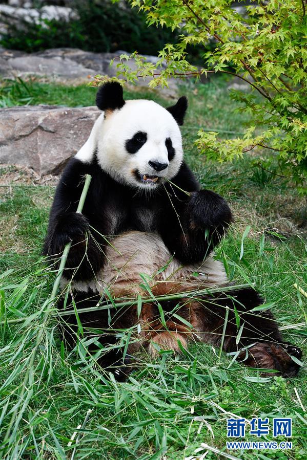 旅法大熊猫“欢欢”待产（组图）
