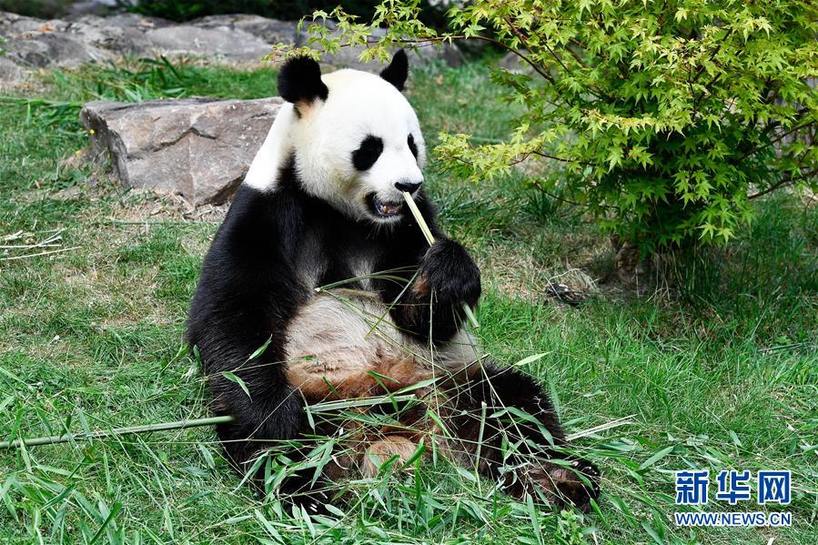 旅法大熊猫“欢欢”待产（组图）