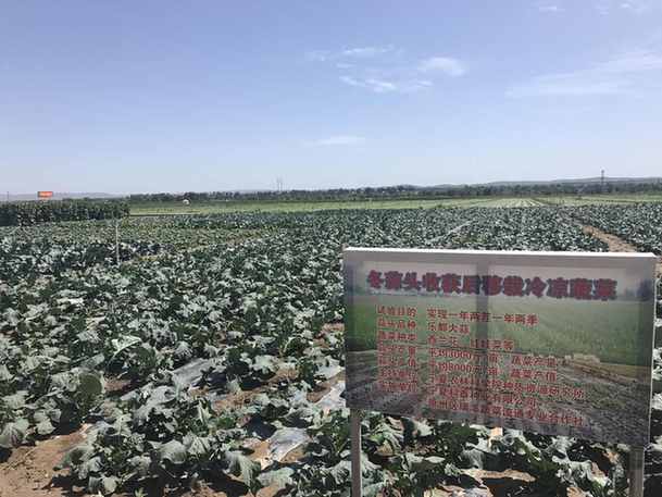 姚磨村打造万亩冷凉蔬菜基地 带动农民脱贫致富