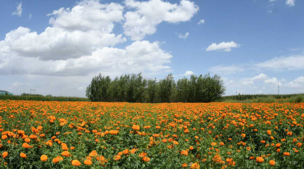 宁夏黄铎堡镇大力发展万寿菊种植产业 旅游扶贫促共享发展