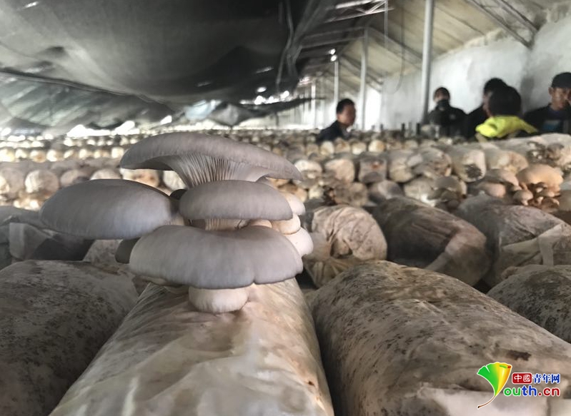 【网络媒体西藏行】推广食用菌种植 日喀则谢通门县产业发展带动扶贫事业