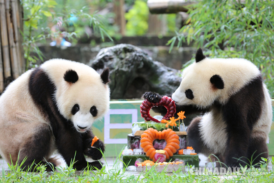 龙凤胎大熊猫“青青”和“冰冰”迎来两周岁生日