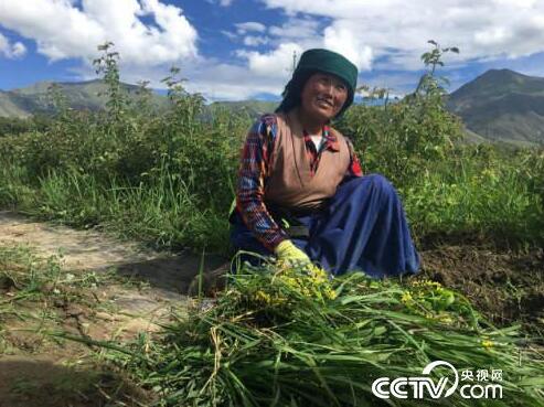 【砥砺奋进的五年】西藏易地扶贫搬迁“搬”出幸福感