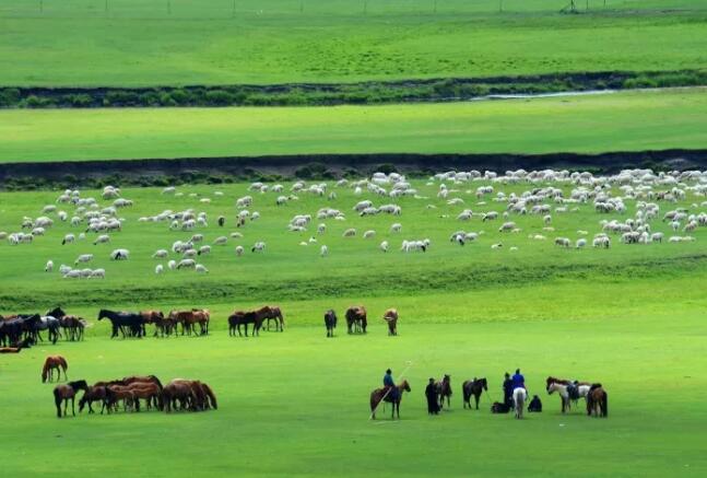 还看今朝 | 如果你觉得内蒙古只有牛、羊、马、蒙古包……那可就大错特错了！