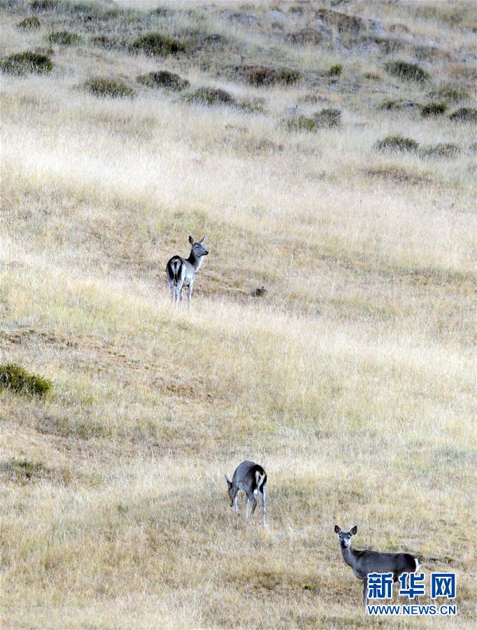 海拔3000米以上的半野生鹿基地