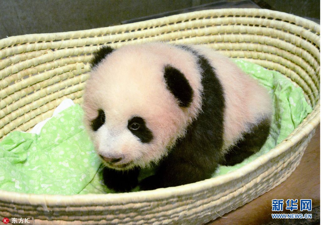 旅日熊猫宝宝“香香”年满4月 已可“扶站”啃咬（组图）