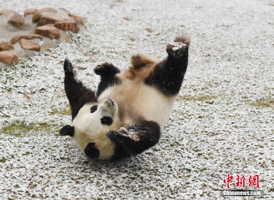 长春迎首场降雪 大熊猫雪地撒欢
