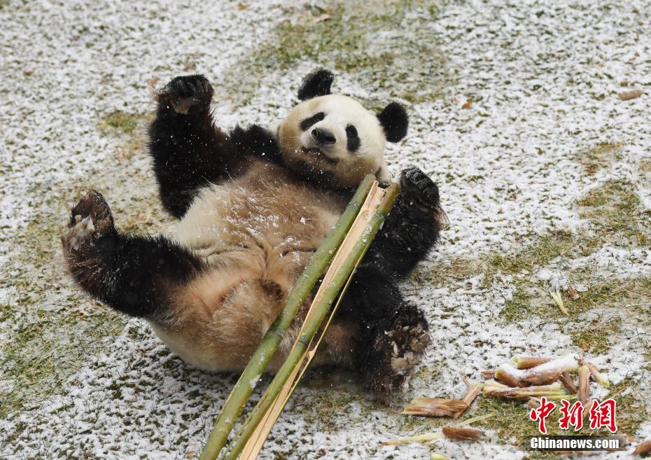 长春迎首场降雪 大熊猫雪地撒欢