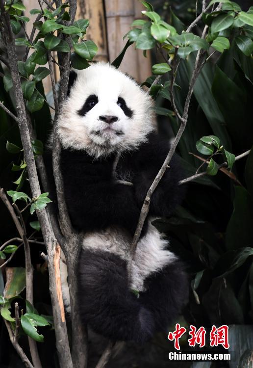 2017年新生大熊猫耍宝 你们是吃可爱长大的吧！