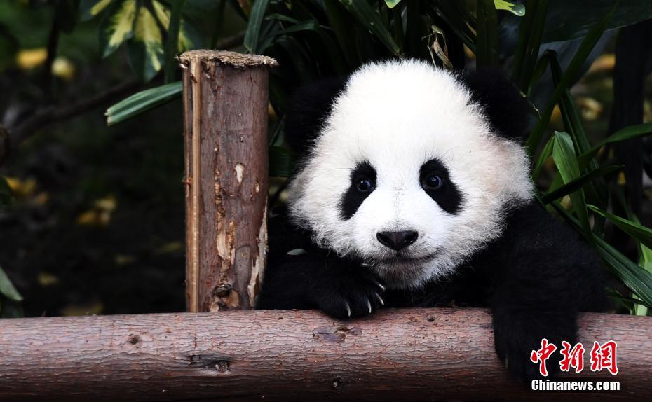 2017年新生大熊猫耍宝 你们是吃可爱长大的吧！