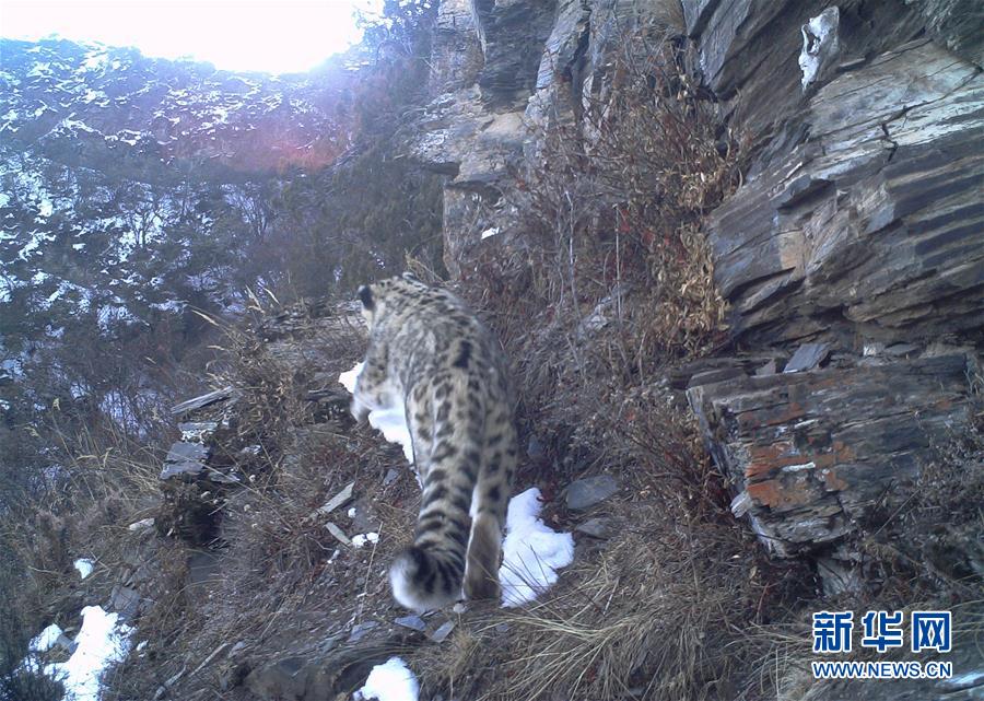 西藏昌都怒江河谷拍摄到健康雪豹种群