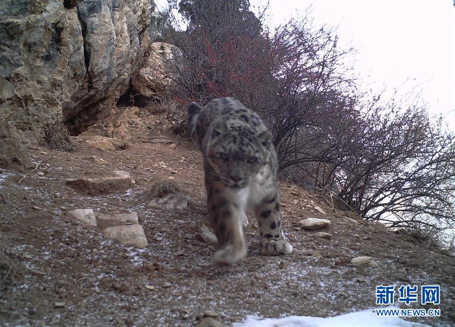 西藏昌都怒江河谷拍摄到健康雪豹种群