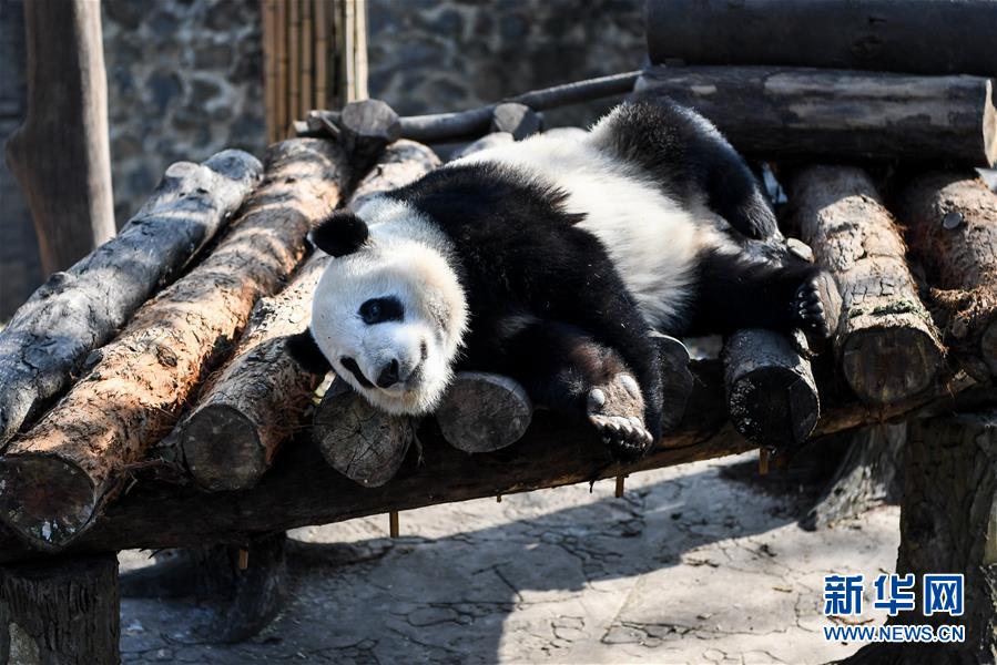 大熊猫尽享冬日暖阳